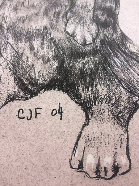 close up of cat poster